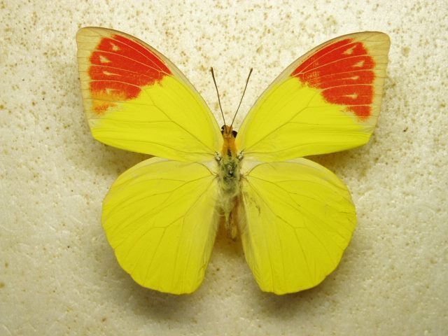 Hebomoia glaucippe vossi male (aberration) (Internet Image property of respective owner, non-commercial use only)